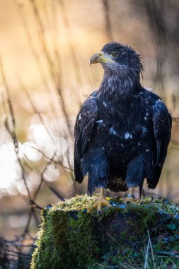 Beyaz kuyruklu kartal (Haliaeetus albicilla)