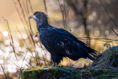 Beyaz kuyruklu kartal (Haliaeetus albicilla)