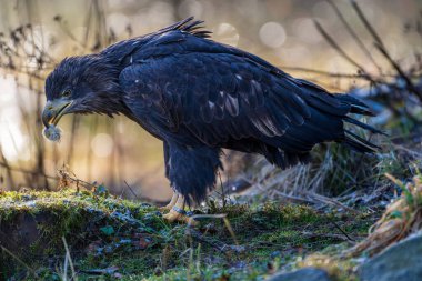 Beyaz kuyruklu kartal (Haliaeetus albicilla)