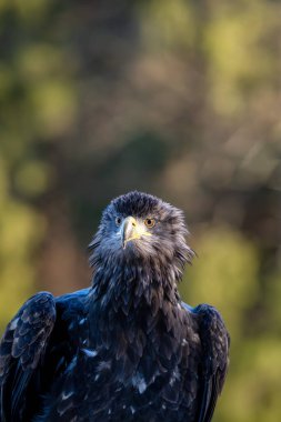 A portrait of a White-tailed Eagle (Haliaeetus albicilla) against a green background clipart