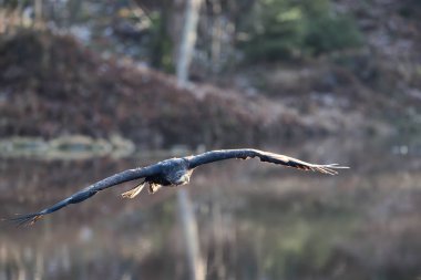 Beyaz Kuyruklu Kartal (Haliaeetus albicilla) havada. Ayrıca ern, erne, gri kartal, Avrasya deniz kartalı ve beyaz kuyruklu deniz kartalı olarak da bilinir. Kanatlar açılsın. Çek, Avrupa. Yırtıcı kuşlar.