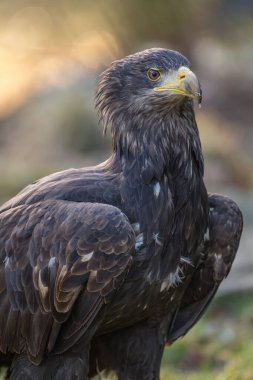 Beyaz kuyruklu Deniz Kartalı 'nın (Haliaeetus albicilla) yakın çekim görüntüsü)