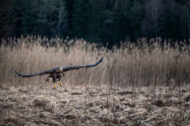 Beyaz Kuyruklu Kartal (Haliaeetus albicilla) Wings Spread ile uçmaktadır. Göletin yanındaki ormanda, Avrupa 'da. Yırtıcı kuşlar. Deniz Kartalı.