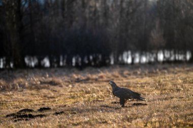 Beyaz kuyruklu kartallar (Haliaeetus albicilla) sabahın erken saatlerinde göletin kıyısındaki bir tarlada yiyecek arıyorlar.