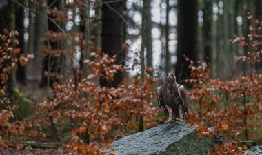 Golden eagle (Aquila chrysaetos) on the rock. Golden eagle portrait. Golden eagle sitting on rock. clipart