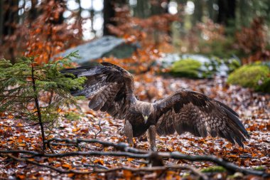 Altın Kartal, Aquila chrysaetos, büyük yırtıcı kuş renkli orman arka planına karşı kanatlarını açarak bahar ormanına iniyor. Avrupa 'da sonbaharda ya da ilkbaharda kartalları yakın çekim.