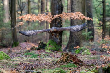 Close up of impressive Golden eagle (Aquila chrysaetos) in landing to the tree branch in wild mountain forest nature environment clipart