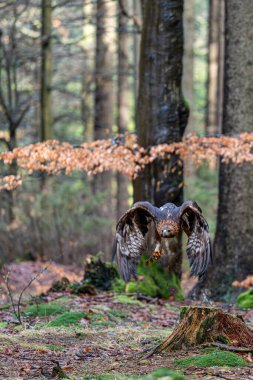 Close up of impressive Golden eagle (Aquila chrysaetos) in landing to the tree branch in wild mountain forest nature environment clipart