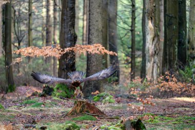 Close up of impressive Golden eagle (Aquila chrysaetos) in landing to the tree branch in wild mountain forest nature environment clipart