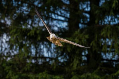 Saker falcon, Falco cherrug, in flight hunting and diving in a forest clipart