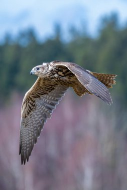 Saker falcon, Falco cherrug, in flight hunting and diving in a forest clipart