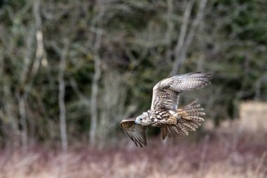 Saker Falcon, Falco cherrug, ormanda avcılık ve dalış yapıyor.