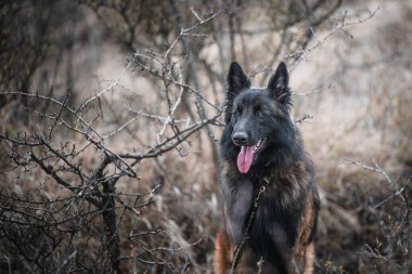 Saf bir Belçikalı çoban tervueren portresi.