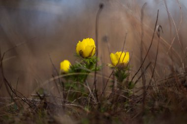 Pheasant's eye (Adonis vernalis) blooming in the grass clipart