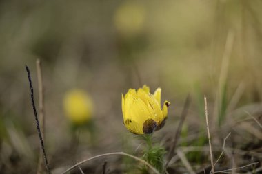 Sülün gözü (Adonis vernalis) çimenlerde çiçek açar.