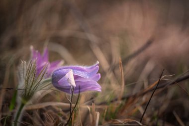 Pasqueflower. Daha büyük pask çiçeğinin güzel mavi çiçeği ya da latin pulsatilla grandis çayırda pasqueflower