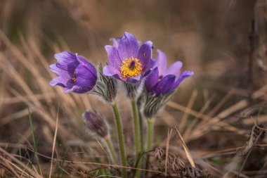 Pasqueflower. Daha büyük pask çiçeğinin güzel mavi çiçeği ya da latin pulsatilla grandis çayırda pasqueflower