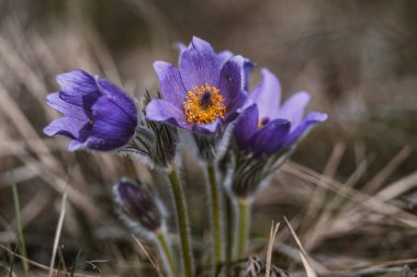 Pasqueflower. Daha büyük pask çiçeğinin güzel mavi çiçeği ya da latin pulsatilla grandis çayırda pasqueflower
