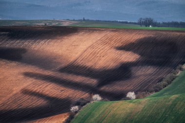 Rural landscape with green fields and trees, Moravian Tuscany - South Moravia, waves around ardice, Czech Republic clipart