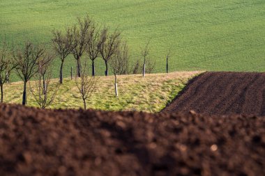 Moravya, Sardice, Moravian Toskana, Sardunya dalgaları. Güney Moravya 'nın güzel dalgalanan bahar manzarası.