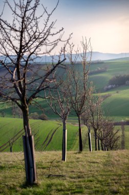 South Moravian beatiful spring waves, Moravian Tuscany, around Sardice, Czechia. Sardice hills area near to Kyjov, Czech Republic clipart