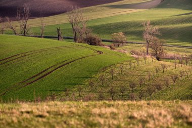 Moravian Tuscany is a popular name for the area near Kyjov in the South Moravian Region, which with its terrain waves resembles the landscape of Italian Tuscany clipart