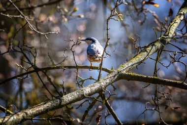 The wood nuthatch (Sitta europaea) clipart