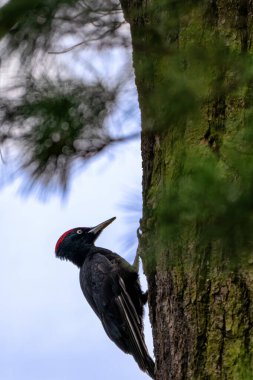 Siyah ağaçkakan (Dryocopus martius) doğal ortamında