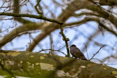 Siyah ağaçkakan (Dryocopus martius) doğal ortamında