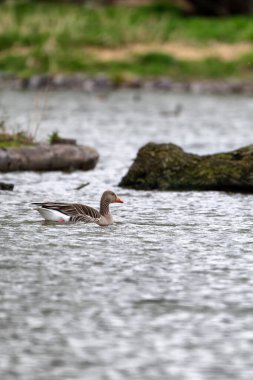 Greylag Goose (Anser anser) Adult on water clipart