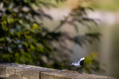 Beyaz kuyruk (Motacilla alba) yere yakın çekim