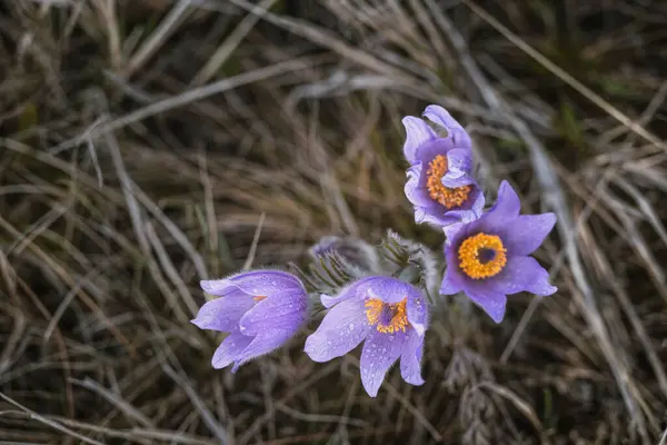 Pasqueflower. Daha büyük pask çiçeğinin güzel mavi çiçeği ya da latin pulsatilla grandis çayırda pasqueflower