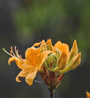 Rhododendron luteum Sweet in bright yellow clipart