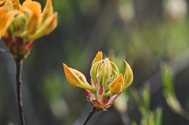 Rhododendron luteum Sweet in bright yellow clipart