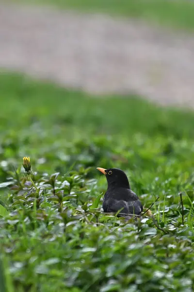 Çimenlere tünemiş Avrasya karatavuğu (turdus merula) portresi