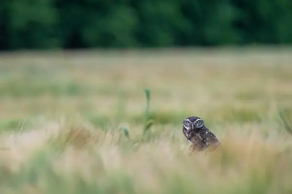 Tahıl tarlasında oturan küçük baykuş (Athene noctua)