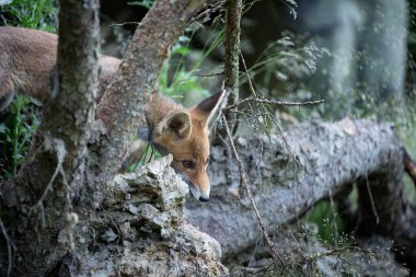 Yeşil ormandaki genç tilki. Şirin Kızıl Tilki, Vulpes vulpes, ormanda. Doğadan vahşi yaşam sahnesi. Doğal ortamda bir hayvan. Yeşil bir ortamda hayvanlar.