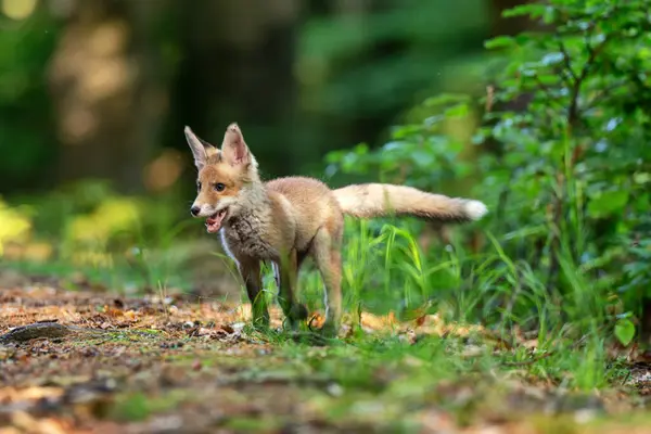 Genç tilki (Vulpes Vulpes) bir mezarlıkta