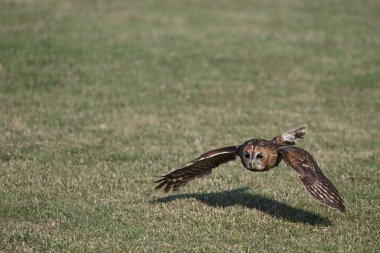 Owl in flight. Flying Eurasian Tawny Owl, Strix aluco, clipart