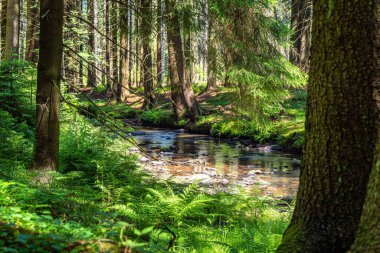 Dağ nehri dağdan güneşli ormana doğru akıyor..