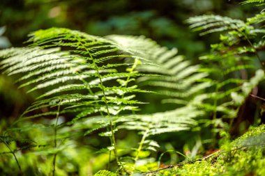 Yeşil fern yaprak doku. Yaprak doku arka plan