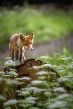 Bir ormandaki kızıl tilki (Vulpes vulpes). Kapat..