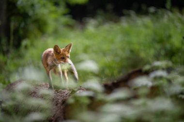 Bir ormandaki kızıl tilki (Vulpes vulpes). Kapat..