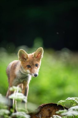 Kızıl tilki ormanda duruyor. Vahşi doğada tek bir hayvan.
