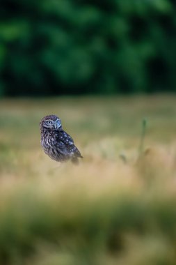 Tahıl tarlasında oturan küçük baykuş (Athene noctua)