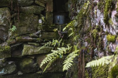 Çek Cumhuriyeti, Orlicke Dağları 'ndaki eski su değirmeni kalıntıları