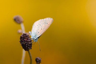 Phengaris teleius or Phengaris arion butterfly (Large Blue) with a great soft background sitting on the Scarlet Pimpernel clipart