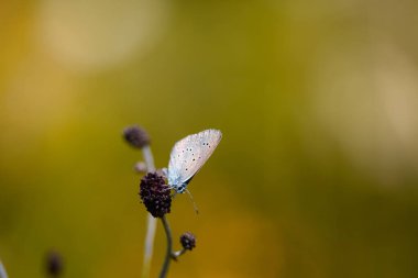 Phengaris teleius or Phengaris arion butterfly (Large Blue) with a great soft background sitting on the Scarlet Pimpernel clipart