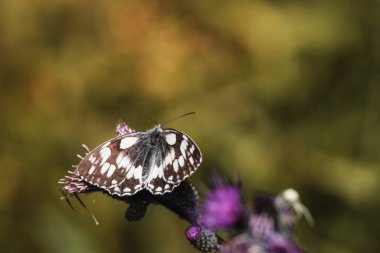 Beautiful colorful butterfly sitting on flower in nature. Summer day with sun outside on meadow. Colorful natural background. Insects (Melanargia galathea) clipart