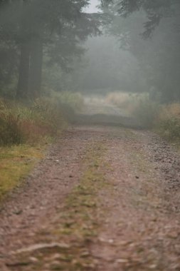Sisin içindeki dağ ormanı